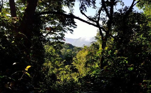 Parque Bwindi de los gorilas Parque Bwindi de los gorilas