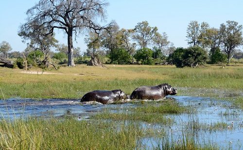 safari botswana