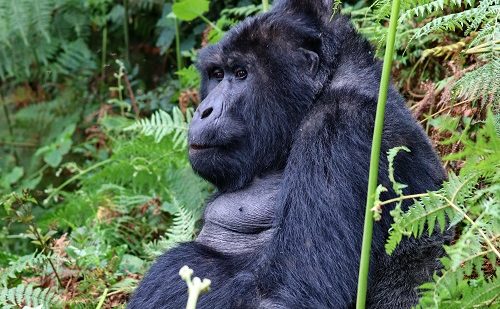 Parque Nacional Impenetrable de Bwindi Parque Nacional Impenetrable de Bwindi