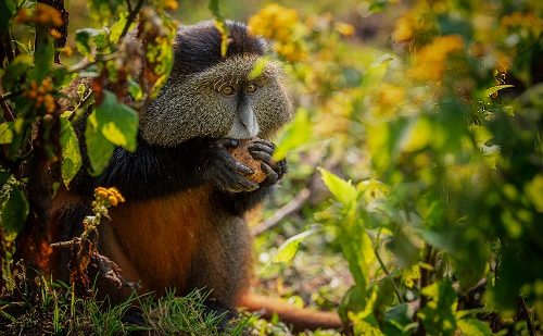 Parque Nacional Volcanoes Viaje a Uganda y Ruanda