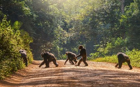 Parque Nacional de Bwindi viaje-a-uganda-al-completo