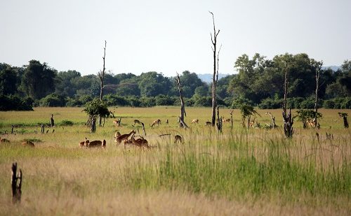 Parque Nacional de Hwange Parque Nacional de Hwange