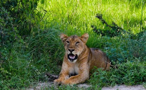 Parque Nacional de Queen Elizabeth Parque Nacional de Queen Elizabeth