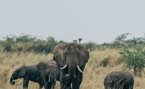Parque Nacional de Queen Elizabeth Parque Nacional de Queen Elizabeth