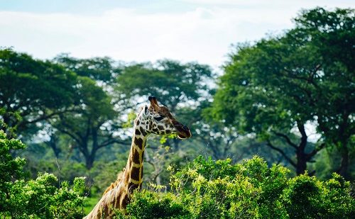 Parque Queen Elizabeth