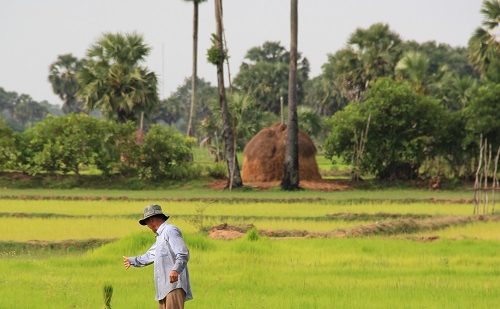 Plantación de arroz viaje a medida camboya
