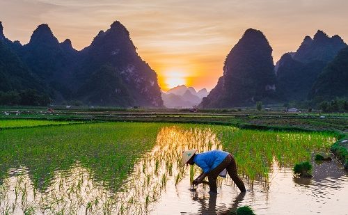 Plantación de arroz viaje a medida vietnam