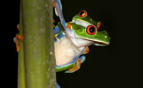 Ranas en Tortuguero