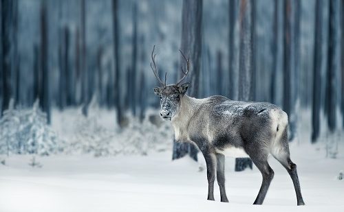 Viaje a Laponia en familia