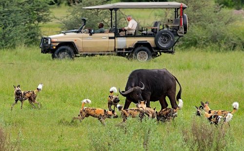 Reserva Moremi Safari