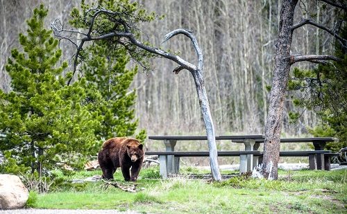 Reserva Osos Circuito a Canadá