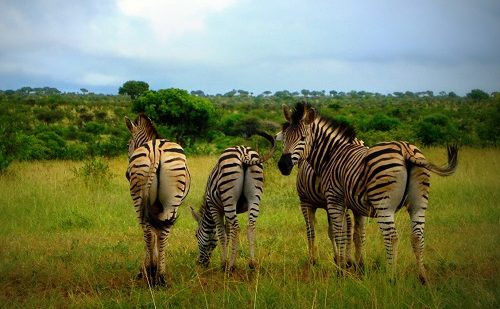 Reserva Privada Kruger