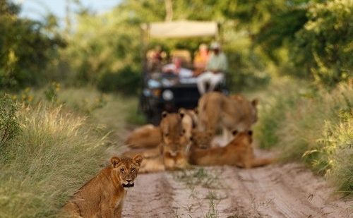Reserva del Kalahari Viaje a Botswana