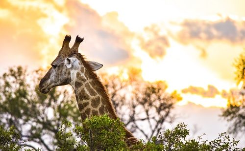 Reserva privada Sudafrica Reserva privada Sudafrica