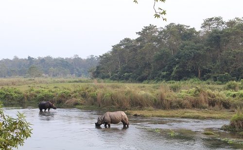 Rinoceronte Chitwan