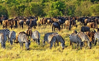 Safari en Kenia viaje a kenia