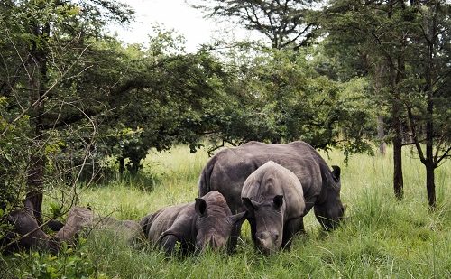 Santuario de Rinocerontes de Ziwa viaje-a-uganda-al-completo