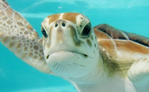 Snorkel Riviera Maya Snorkel Cancún