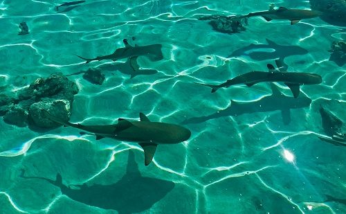 Tiburones Polinesia