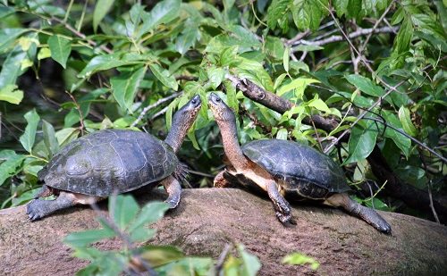 Tortugas Costa Rica