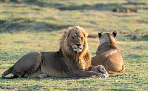 Zona de Savute Zona de Savute