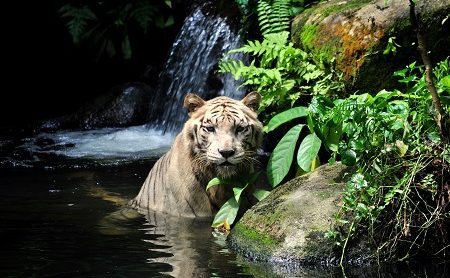 Zoo Singapur
