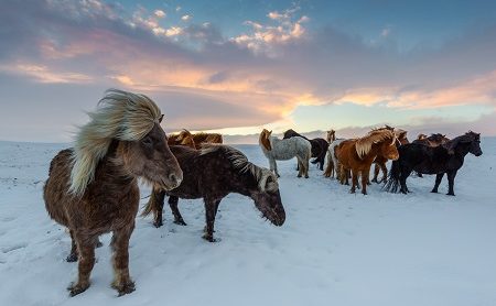 Caballos salvajes Islandia Viaje a Islandia en invierno